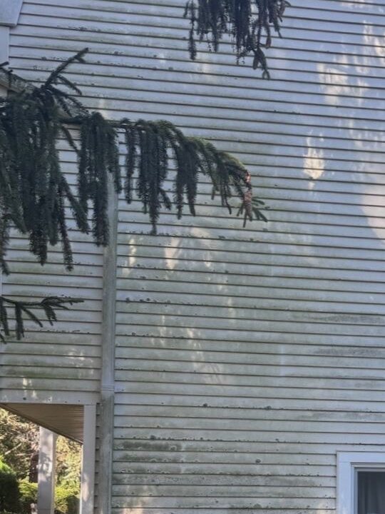 Vinyl siding soft wash — before